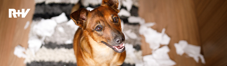 Hundehalterhaftpflicht