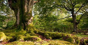 Klima-Initiative "Morgen kann kommen"